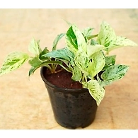 Money Plant Marbel 4 Inch