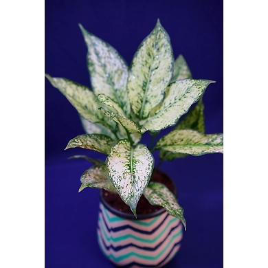 Wavy Line Design Ceramic Pot-WavyLineDesignCeramicPot