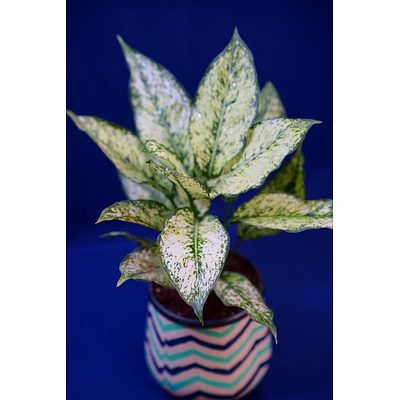 wavy line design ceramic pot