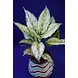 Wavy Line Design Ceramic Pot-WavyLineDesignCeramicPot-sm