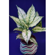 Wavy Line Design Ceramic Pot