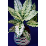 Wavy Line Design Ceramic Pot