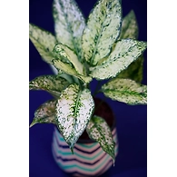 Wavy Line Design Ceramic Pot