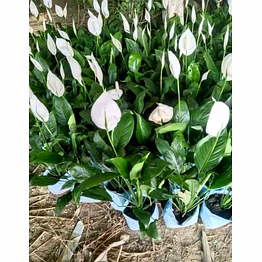 peace lily