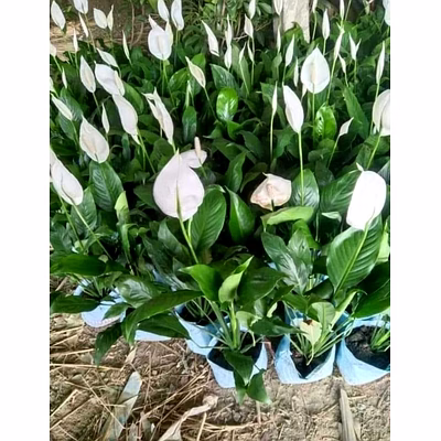 peace lily