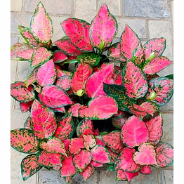 aglonema red plant