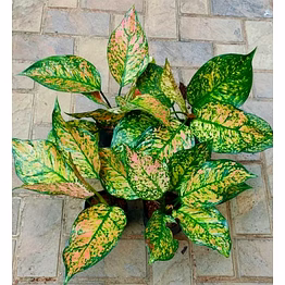 aglonema green rosy plant