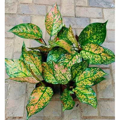 aglonema green rosy plant