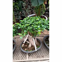 ficus bonzie 1.5 - 2 ft