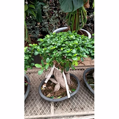 ficus bonzie 1.5 - 2 ft