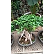 Ficus Bonzie 1.5 - 2 FT-FicusBonzie1-5-2FT-sm