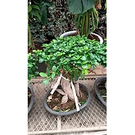 Ficus Bonzie 1.5 - 2 FT