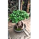 Ficus Bonzie 1.5 - 2 FT-1-sm