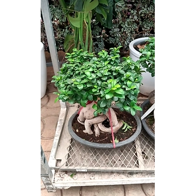 Ficus Bonzie 1.5 - 2 FT-2