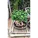 Ficus Bonzie 1.5 - 2 FT-2-sm