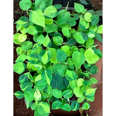 Money Plant Oxycardium-Money-Plant-Oxycardium