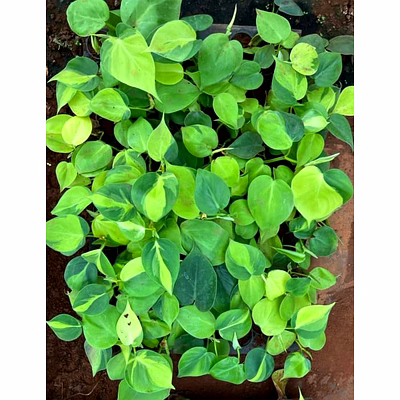 money plant oxycardium