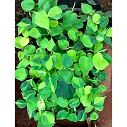 Money Plant Oxycardium