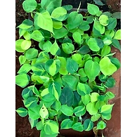 Money Plant Oxycardium