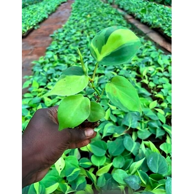 Money Plant Oxycardium-1