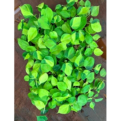 Money Plant Oxycardium-2