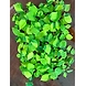 Money Plant Oxycardium-2-sm