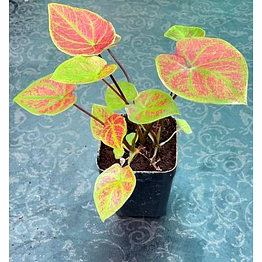 caladium red green