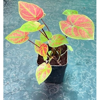Caladium Red Green-Caladium-Red-Green