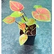 Caladium Red Green-Caladium-Red-Green-sm