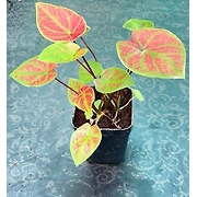 Caladium Red Green