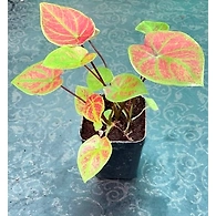 Caladium Red Green