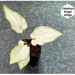 caladium angle wings