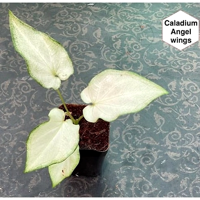 Caladium Angle Wings-Caladium-Angle-Wings