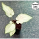 Caladium Angle Wings-Caladium-Angle-Wings-sm