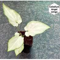 Caladium Angle Wings