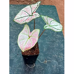 caladium strawberry pink