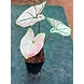 Caladium Strawberry Pink-Caladium-Strawberry-Pink-sm