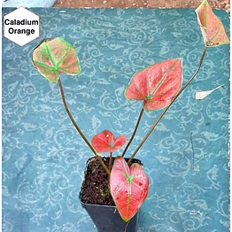caladium orange