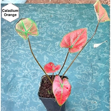 Caladium Orange-Caladium-Orange