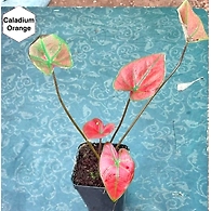 Caladium Orange