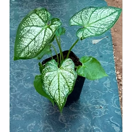 caladium white