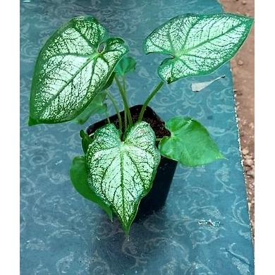 Caladium White-Caladium-White