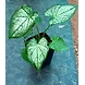 Caladium White-Caladium-White-sm
