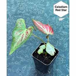 caladium red star