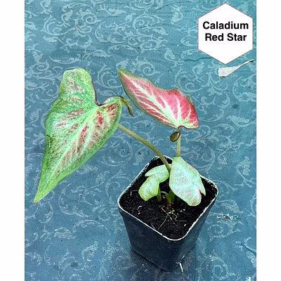 caladium red star