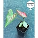 Caladium Red Star-Caladium-Red-Star-sm