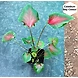 Caladium Bay Colour-Caladium-Bay-Colour-sm