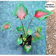 Caladium Bay Colour