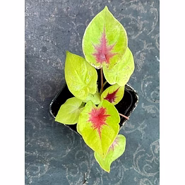 caladium red heart