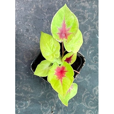 Caladium Red Heart-Caladium-Red-Heart